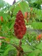 Sumac