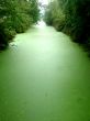 Green Stream