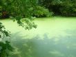 Green Stream