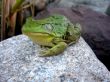 One-eyed Frog