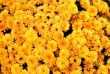 Gold Mums