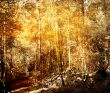 old-fashioned landscape
