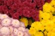 Mum Flowers