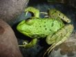 One-eyed Frog