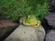 One-eyed Frog