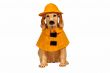 Dog statue in raincoat