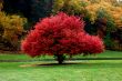 Red Maple Tree