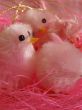 little pink chicken