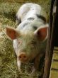 pig