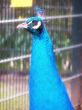 male peacock