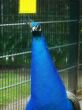 male peacock