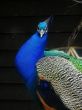 male peacock