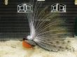 male peacock