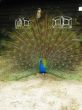male peacock