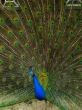 male peacock