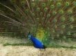male peacock