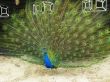 male peacock