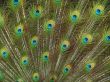 feathers of peacock