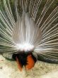 back of male peacock