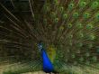 male peacock