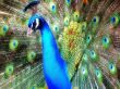 male peacock