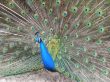 male peacock