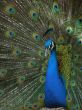 male peacock