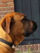 big doggie