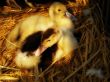 baby ducks