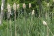 Cattails