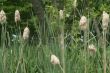 Cattails
