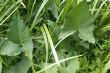 green marsh plants