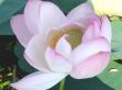 Lotus Flower