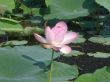 Lotus Flower