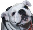 Close-Up Bulldog Nose