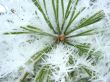 Pine In Hoarfroast