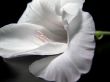 White Gladiola Blossom Close Up