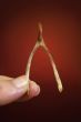 wishbone