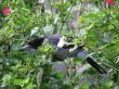 Butcher Bird