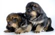 two isolated laying puppies
