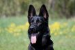 portrait of the black dog