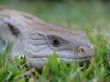 Blue tounge lizard