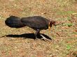 Australian bush turkey