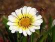 Gazania n bee