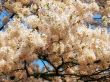 blossom