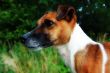 jack russel