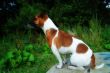 jack russel