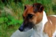 jack russel