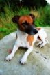 jack russel