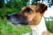 jack russel